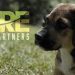 Discovering a New Breed of Veterinary Growth: Introducing Inspire Veterinary Partners, Inc., a Ground-Floor Opportunity cover