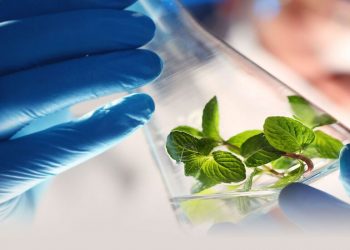 Sensient’s Massive Jump: Robert F. Kennedy Jr.’s Synthetic Dye Ban Could Be a Game-Changer cover